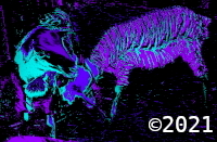 sheep