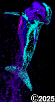 colorful dolphin
