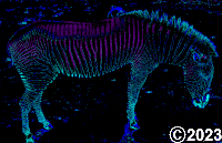 zebra