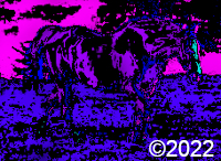 horse