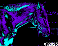 horse