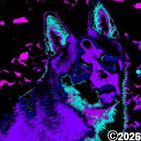 Purple Dog Picture
