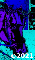 horse