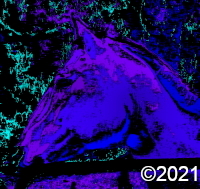 horse