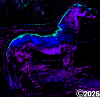 horse picture