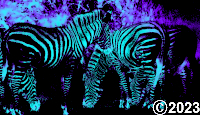 zebras