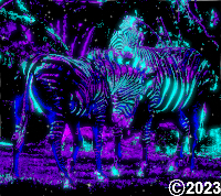 zebras