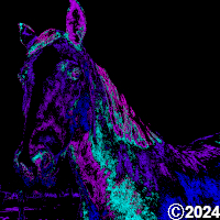 horse