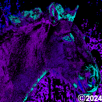 Picture of a Pony