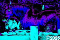 Horse in Feild