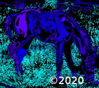 horse