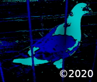 bird