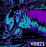 horse