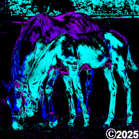 Horse and Foal
