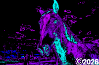 Horse Picture