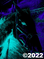 horse