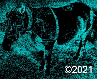 horse