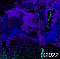 horse