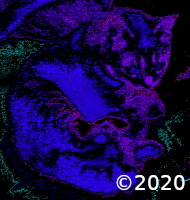 cat