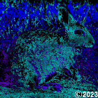 bunny rabbit