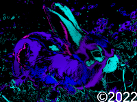 bunny rabbit