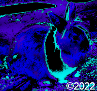 rabbit