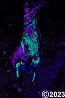 kangaroo