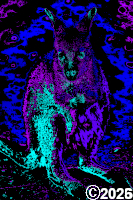 Kangaroo
