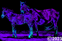 horse
