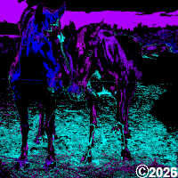 Pretty Horse Herd