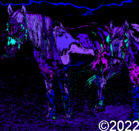horse art
