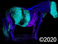 horse