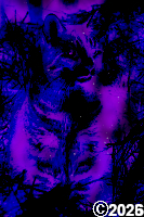 Space Cat