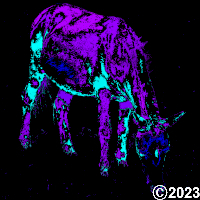 horse