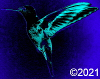 humming bird