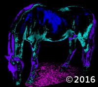 horse