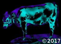 cow