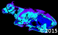 calf