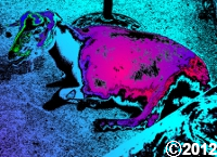 colorful goat