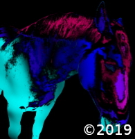 horse