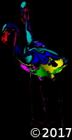 colorful flamignos