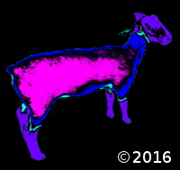 sheep