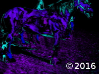 herd of horses