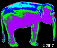 Elephant Picture