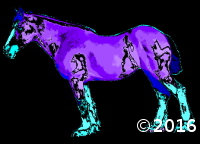 Draft Horse