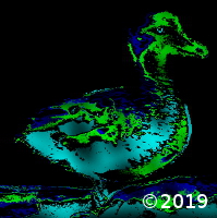 duck