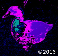 duck