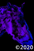 horse