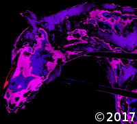 horse