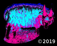 sheep
